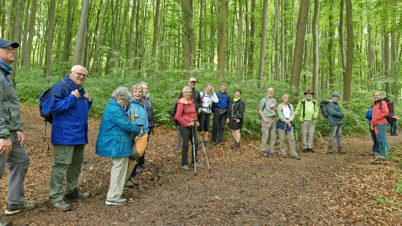Wandergruppe im Wald